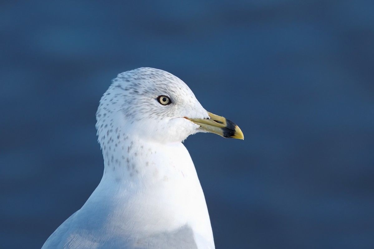 Ring-billed Gull - ML647525194