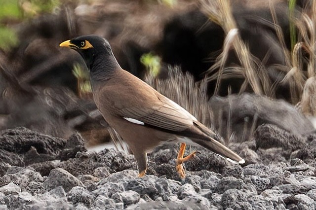 Common Myna - ML647525195