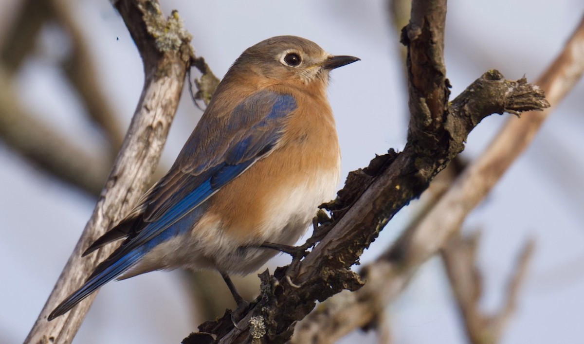 Eastern Bluebird - ML647525196