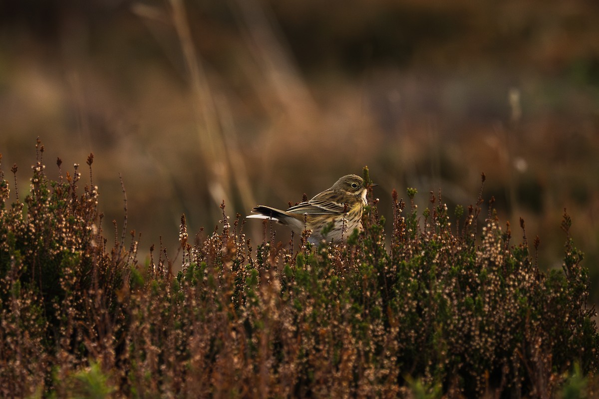 Meadow Pipit - ML647525197
