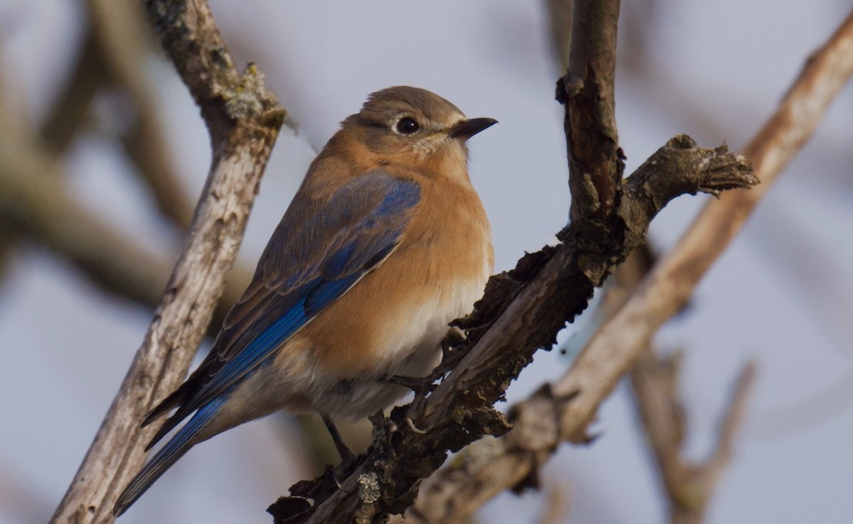 Eastern Bluebird - ML647525198