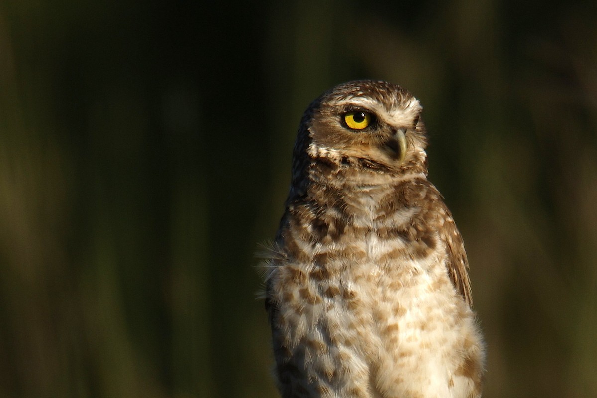 Burrowing Owl - ML647525199