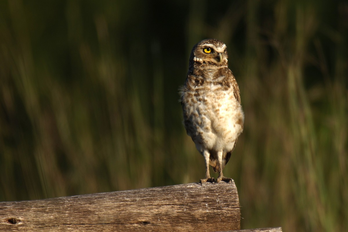 Burrowing Owl - ML647525200