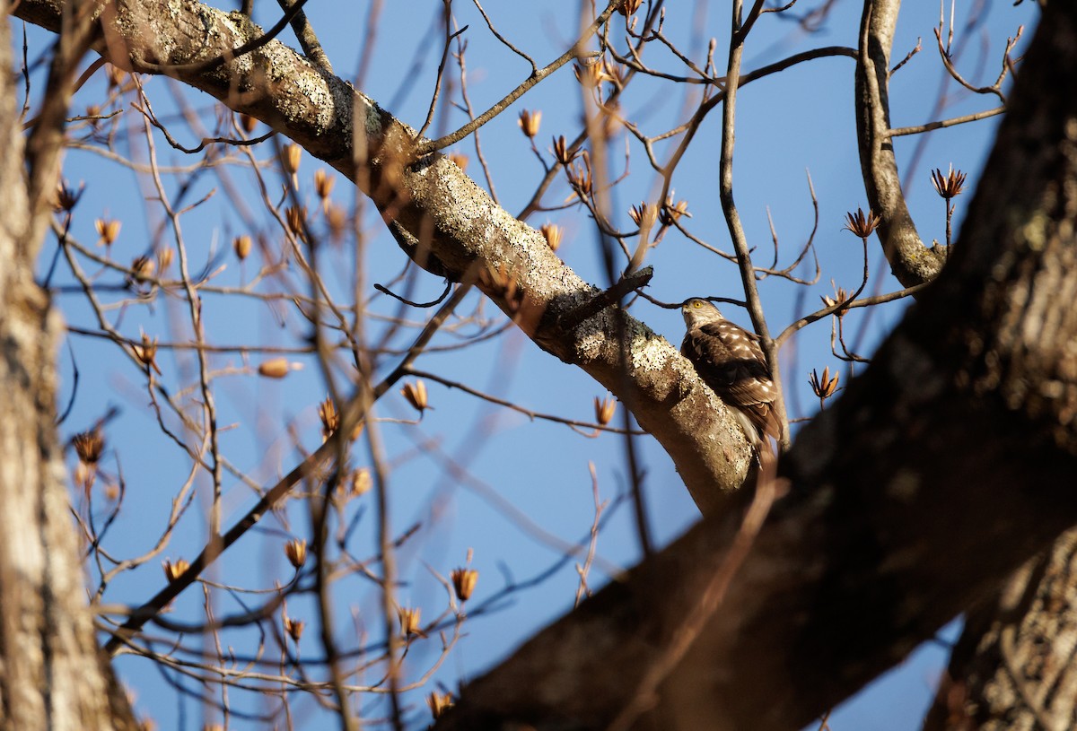 Sharp-shinned Hawk - ML647525201