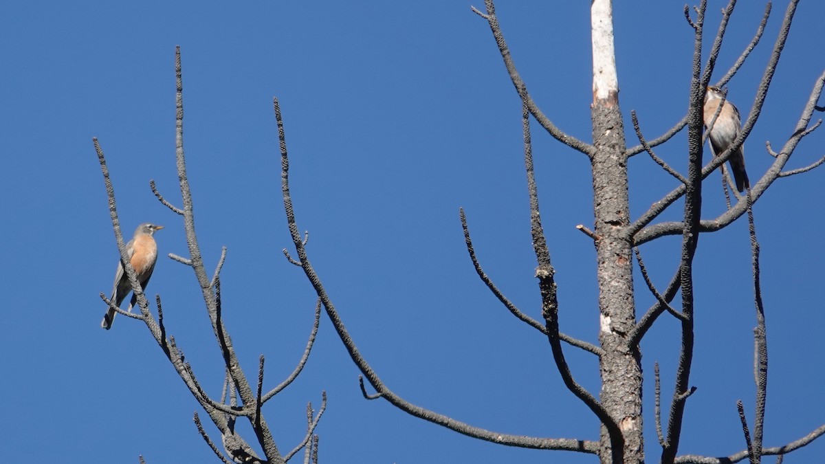 American Robin - ML647525204