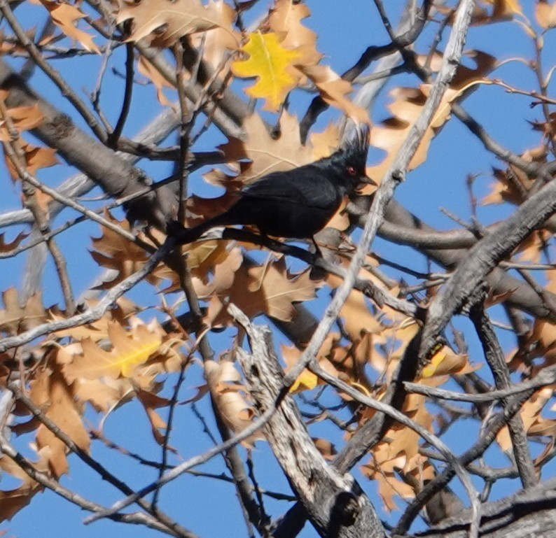 Phainopepla - ML647525206