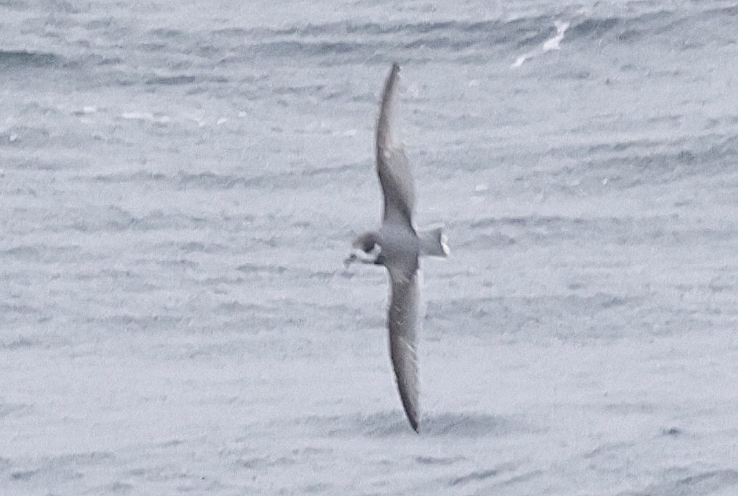 Blue Petrel - ML647525208