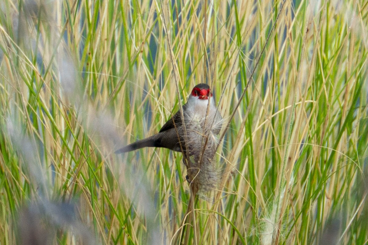 Common Waxbill - ML647525209