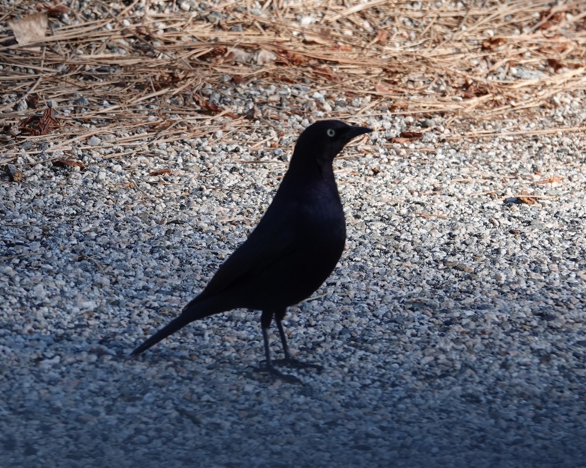 Brewer's Blackbird - ML647525210