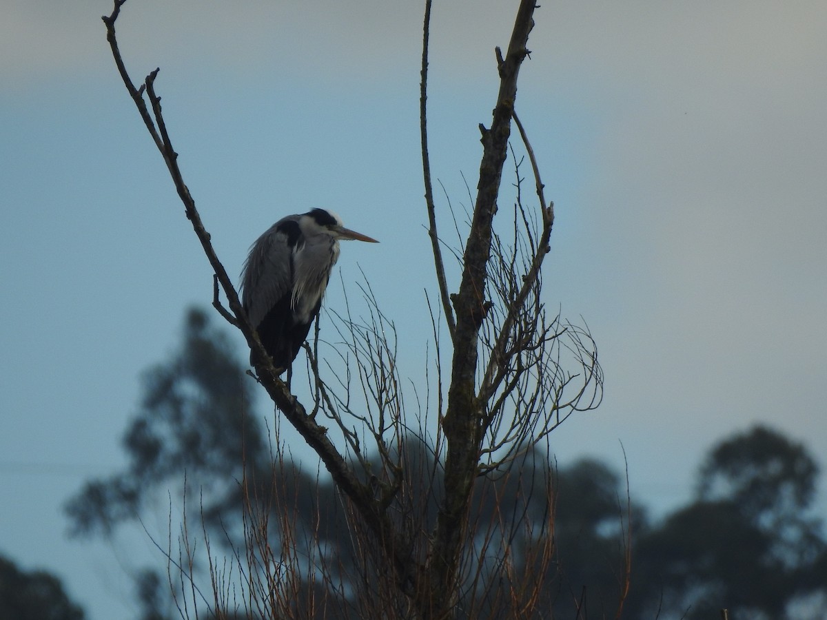 Gray Heron - ML647525211