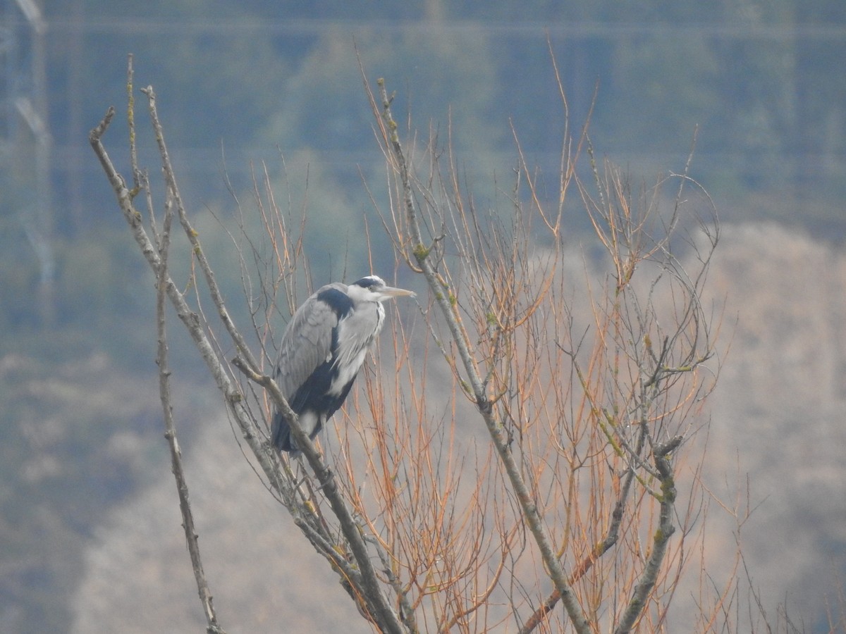 Gray Heron - ML647525212