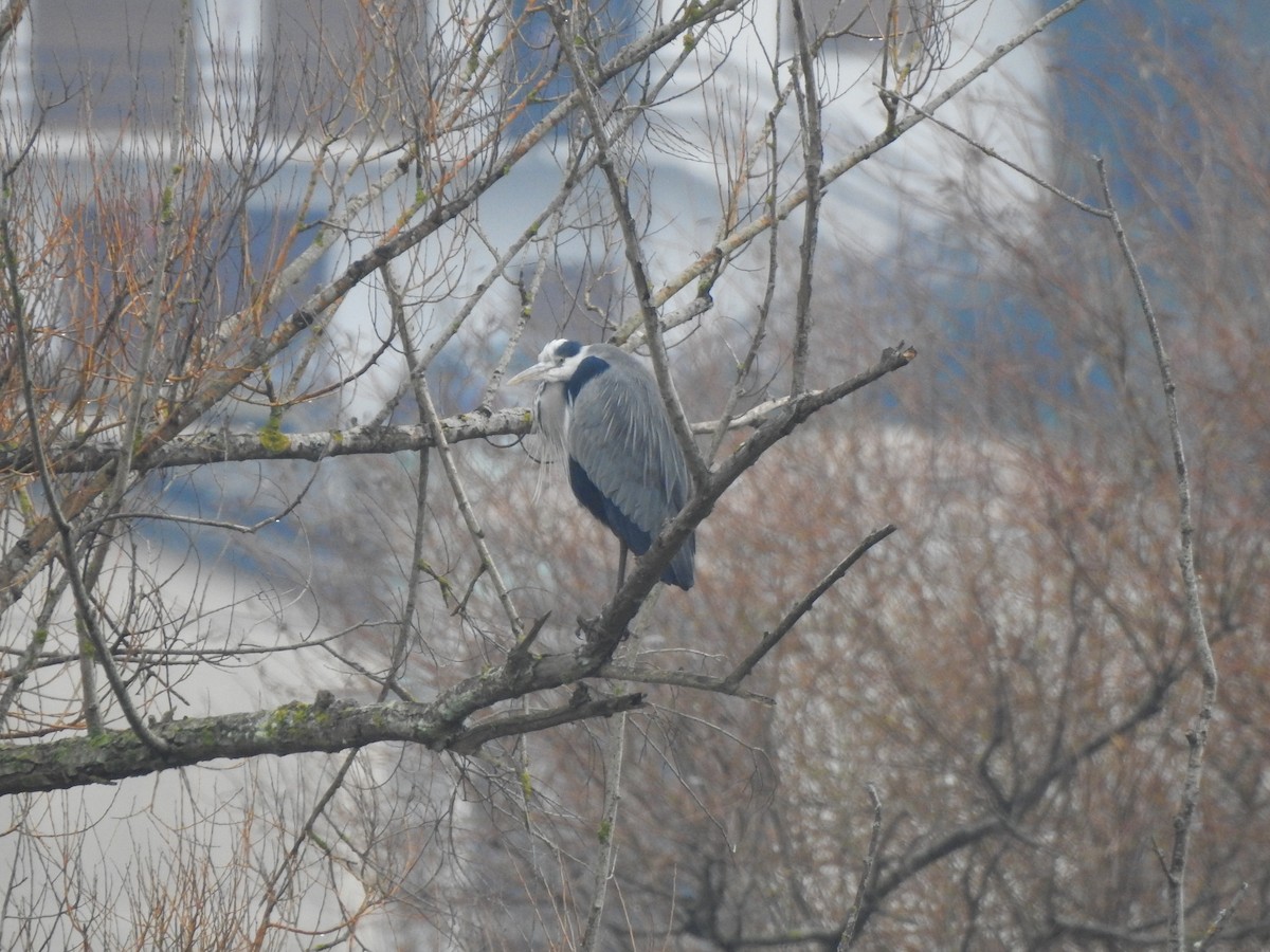 Gray Heron - ML647525213