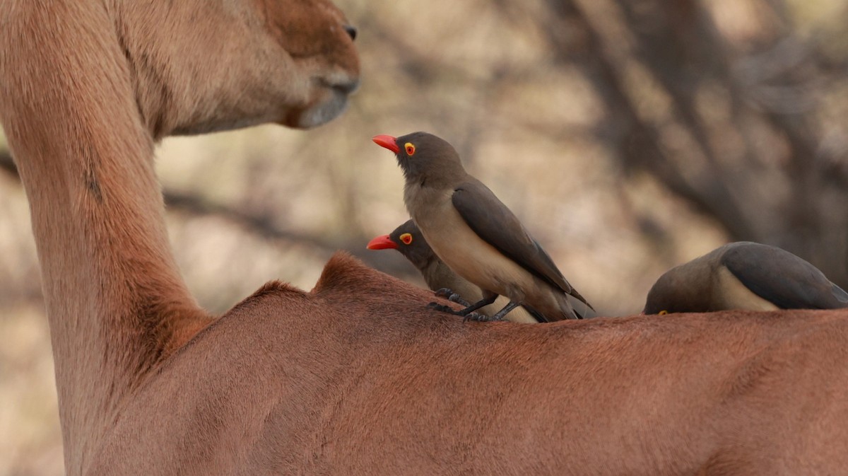 Red-billed Oxpecker - ML647525214
