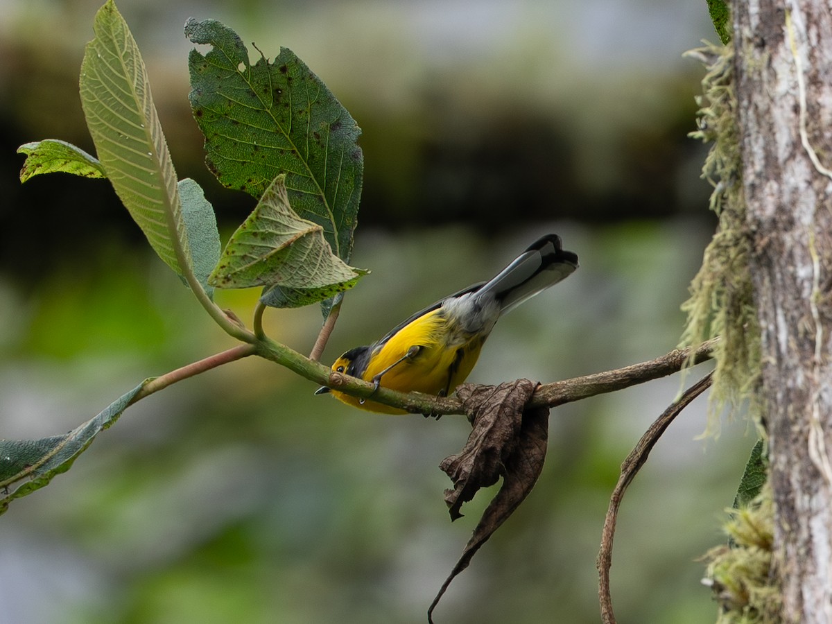 Golden-fronted Redstart - ML647525215