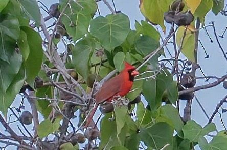 Northern Cardinal - ML647525216