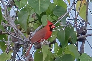 Northern Cardinal - ML647525217