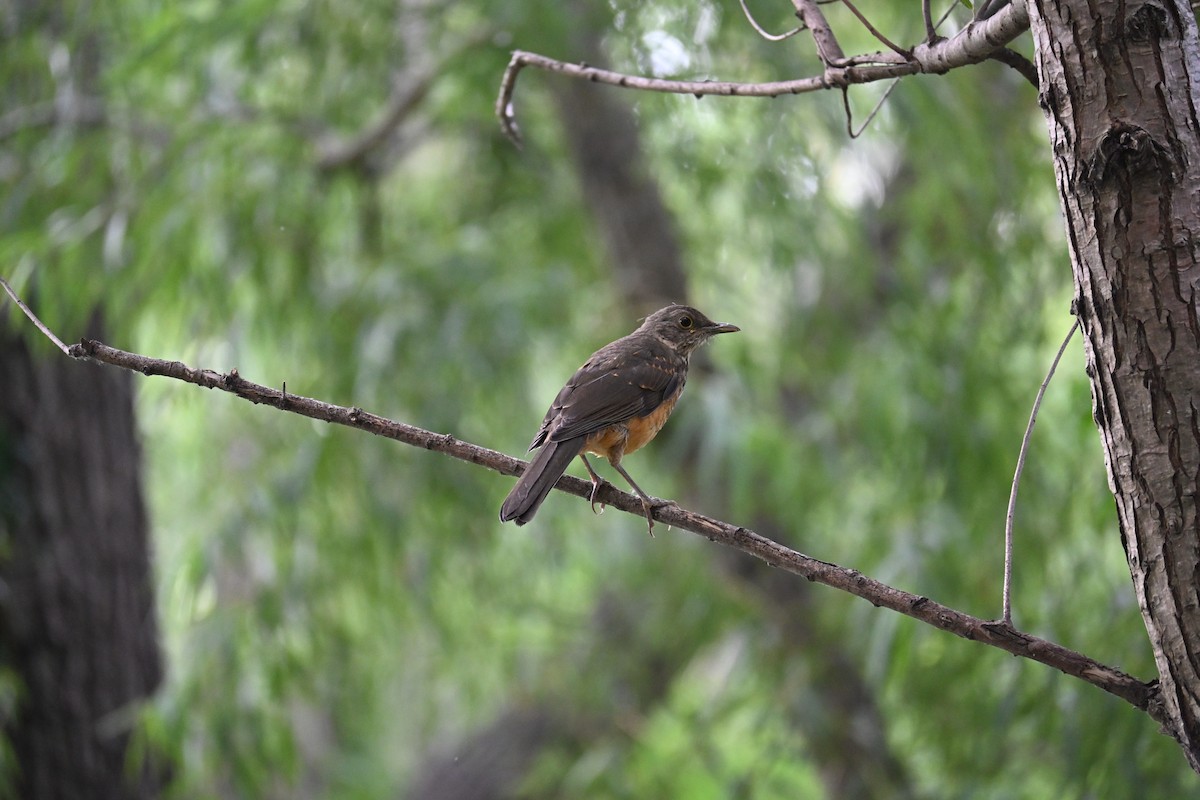 Rufous-bellied Thrush - ML647525218