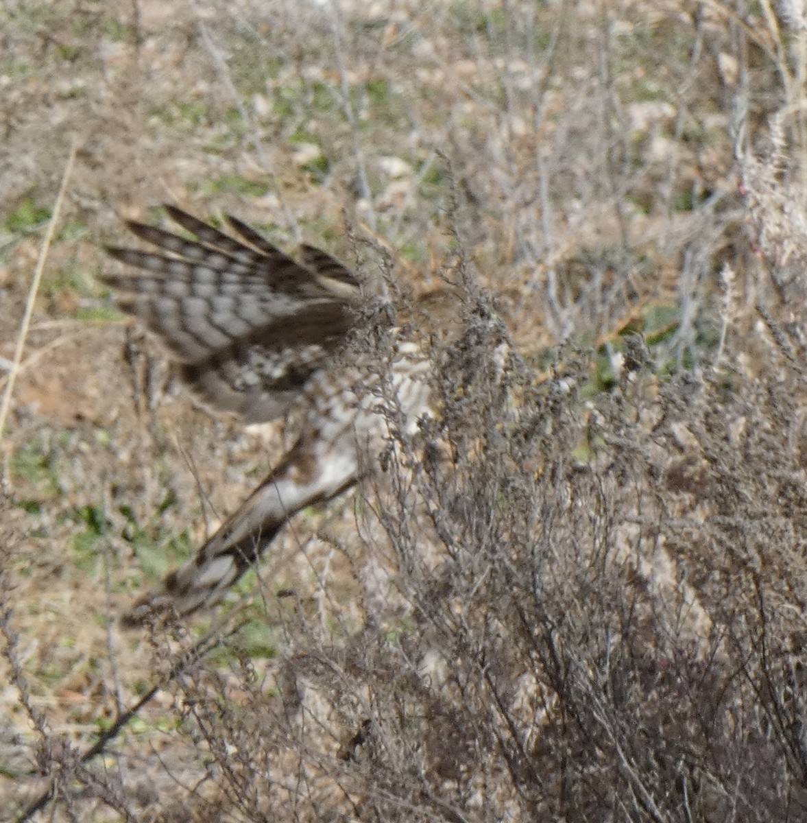 Busard des marais - ML647525224