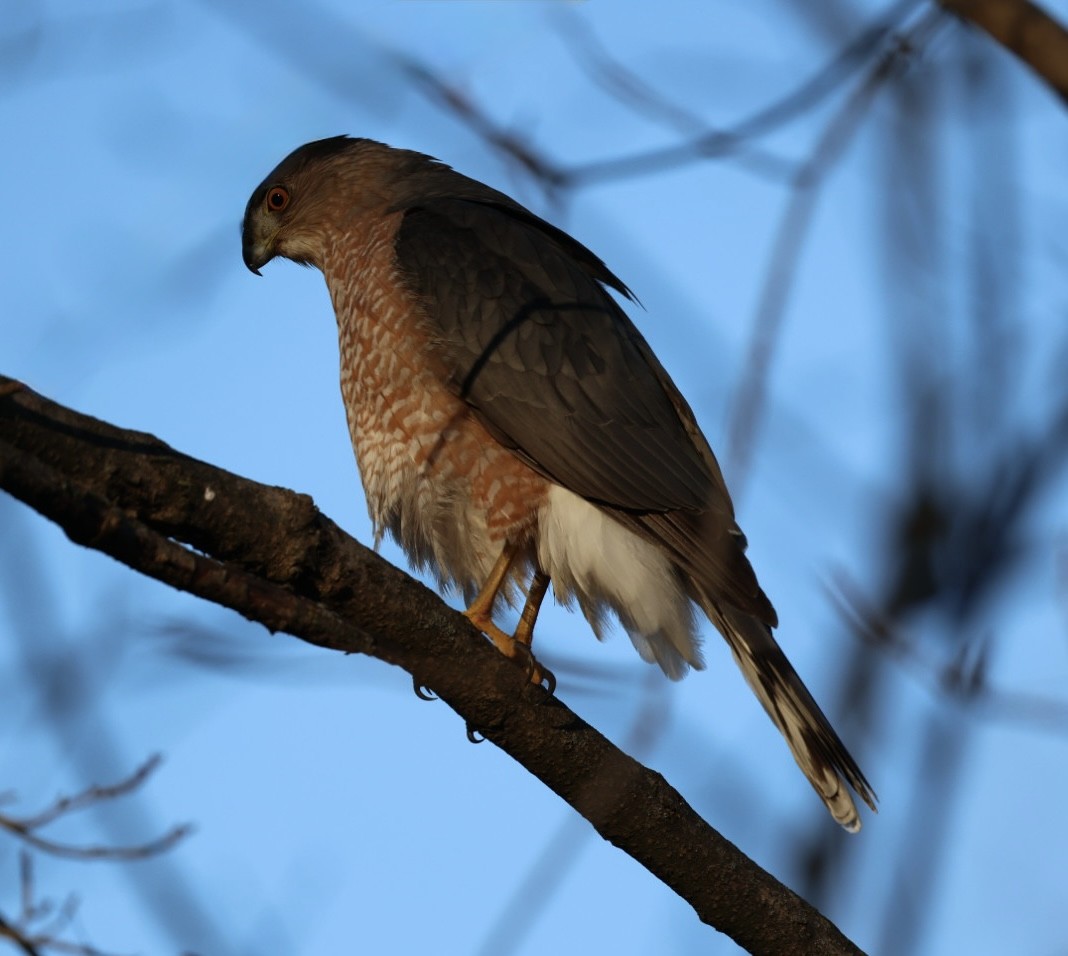 Cooper's Hawk - ML647525226