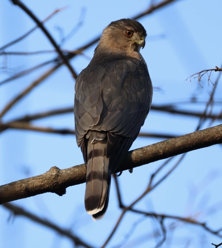 Cooper's Hawk - ML647525227