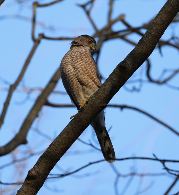 Cooper's Hawk - ML647525228