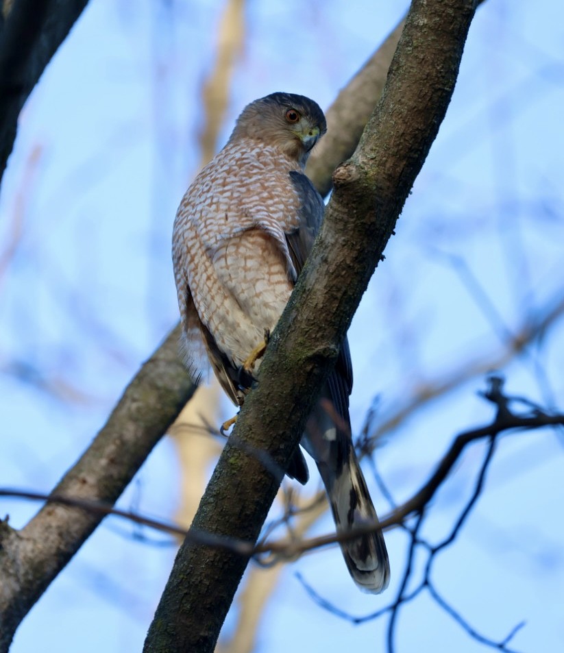 Cooper's Hawk - ML647525229