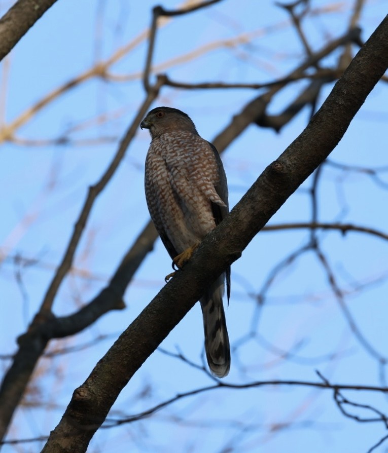 Cooper's Hawk - ML647525230