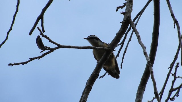 Garrapo kanadarra - ML647525280