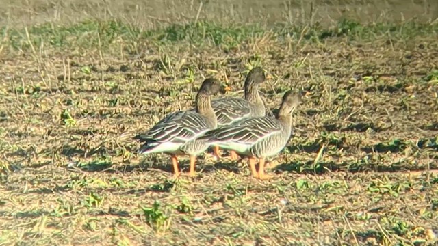 Tundrako antzara hankahoria - ML647525291