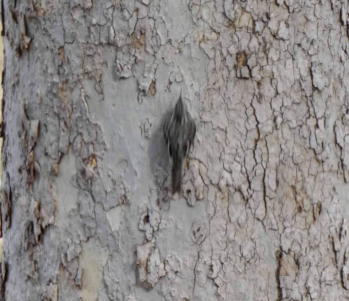 Grimpereau brun - ML647525297