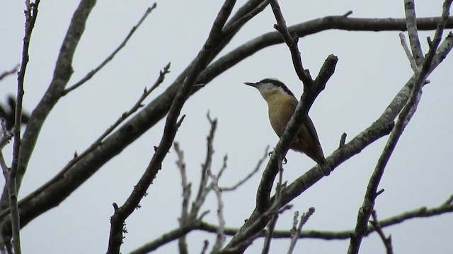 Garrapo kanadarra - ML647525310