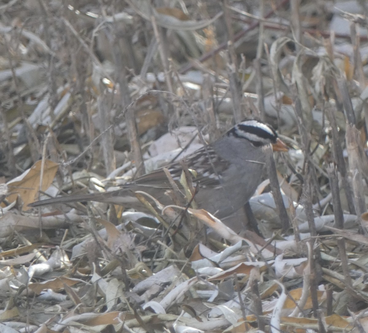Bruant à couronne blanche (gambelii) - ML647525313