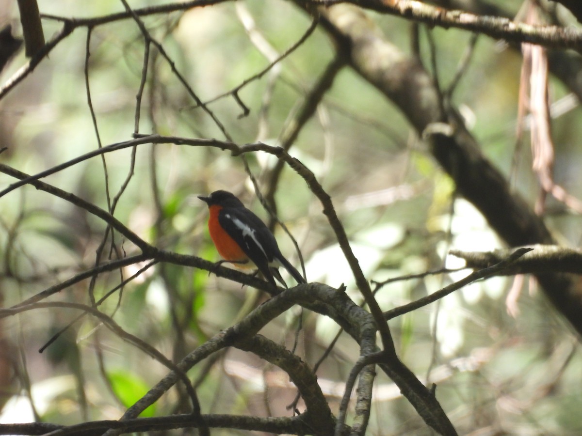 Flammenbrustschnäpper - ML647525322