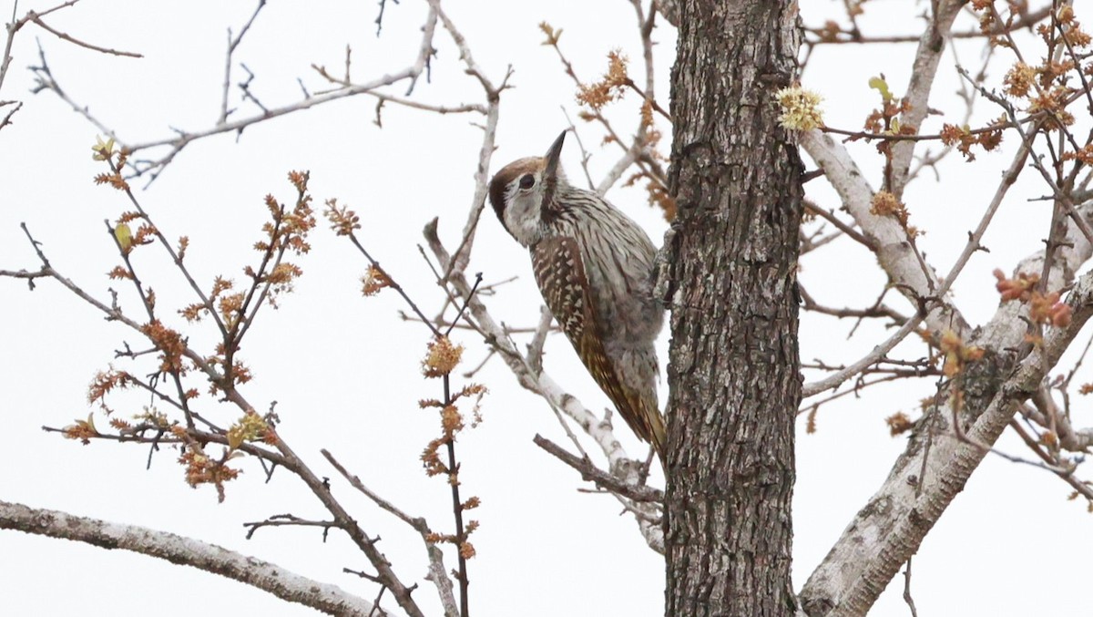 Cardinal Woodpecker - ML647525327