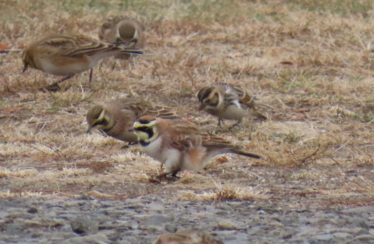 Жайворонок рогатий - ML647525331