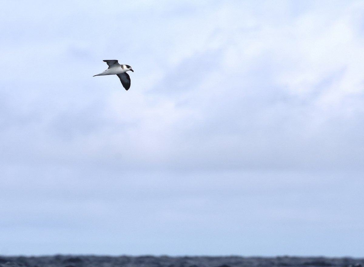 סערון שחור-כיפה - ML647525345