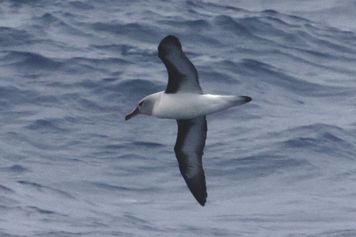 Boz Başlı Albatros - ML647525379