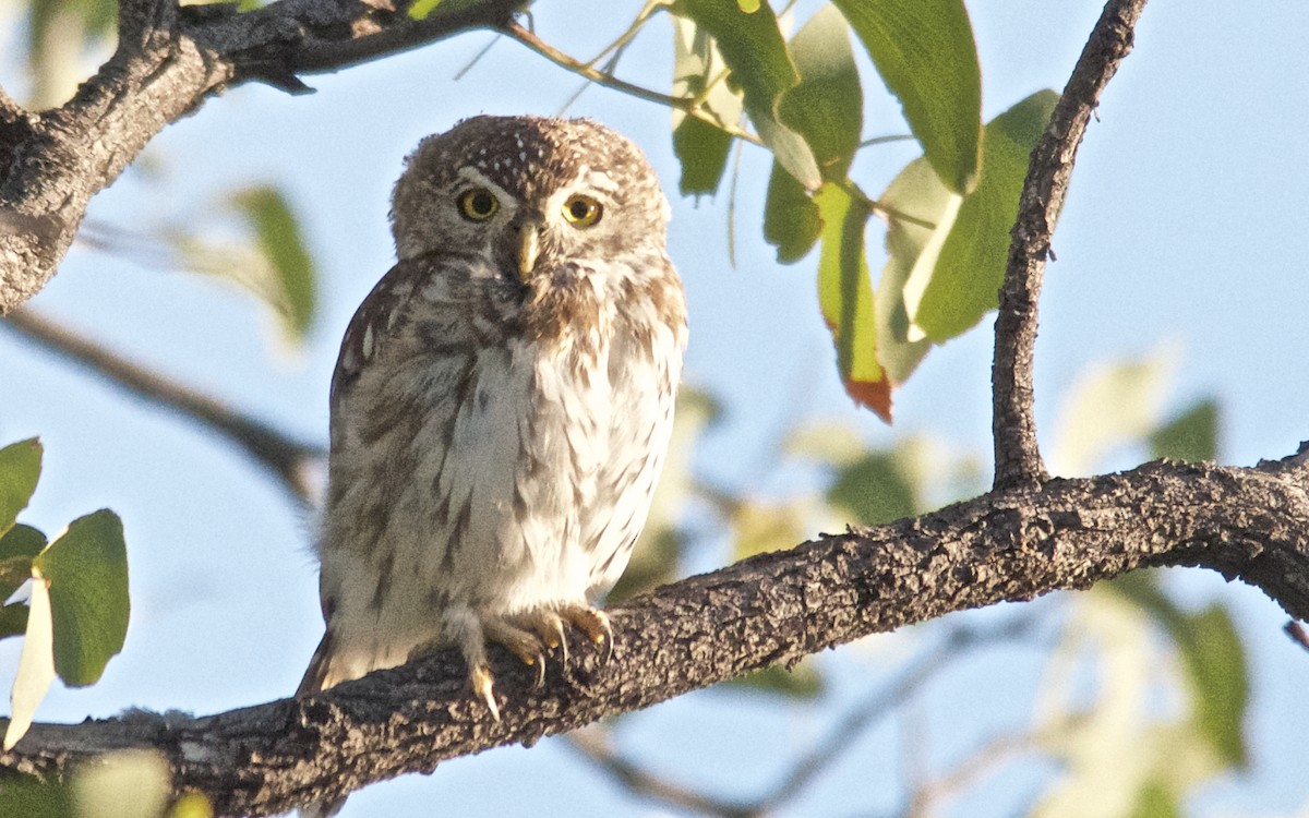 Pearl-spotted Owlet - ML647525398