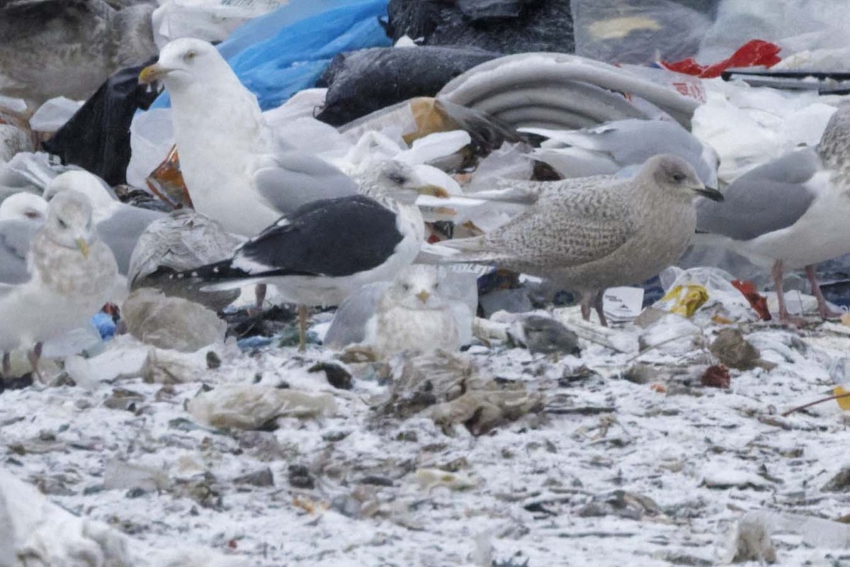 ニシセグロカモメ - ML647525402