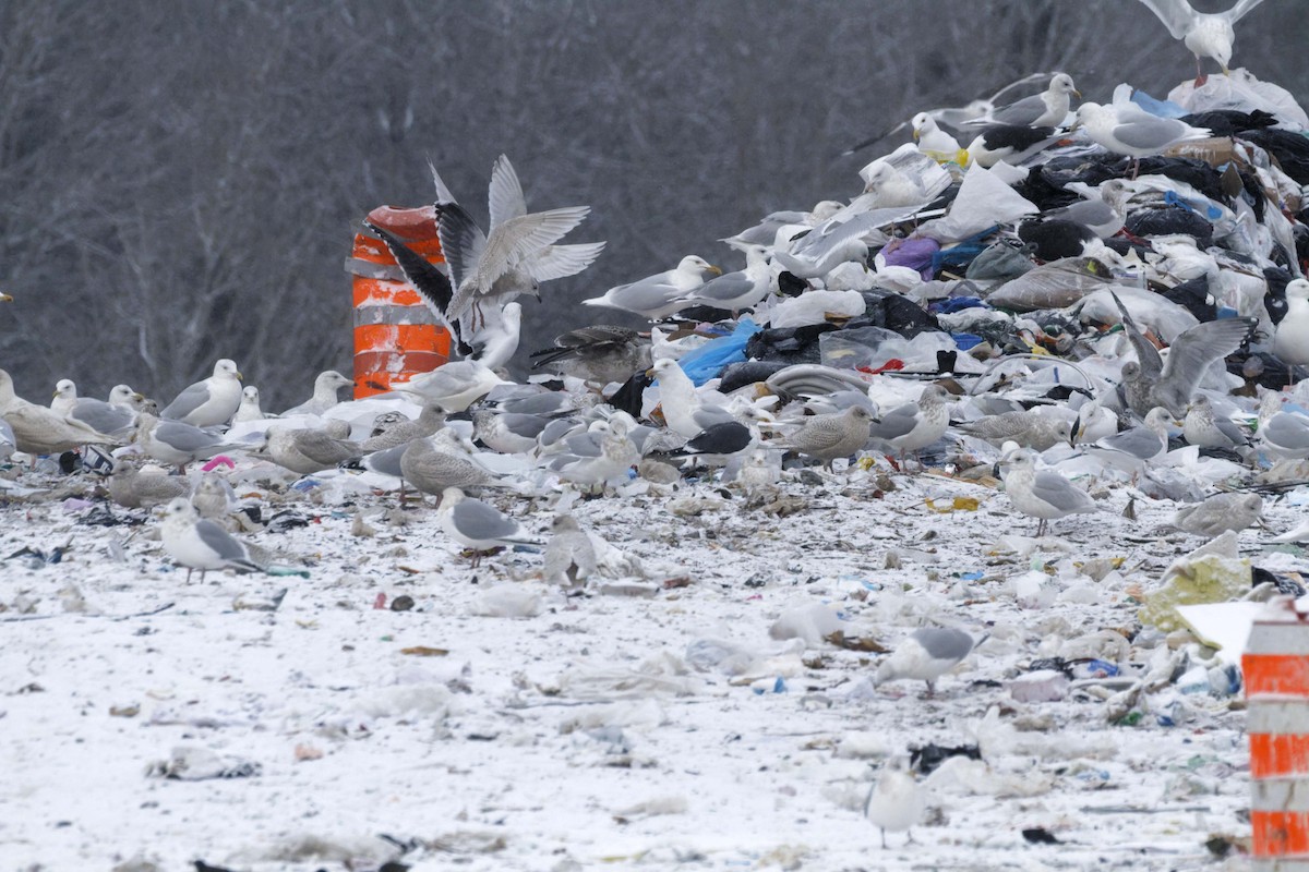 ニシセグロカモメ - ML647525403