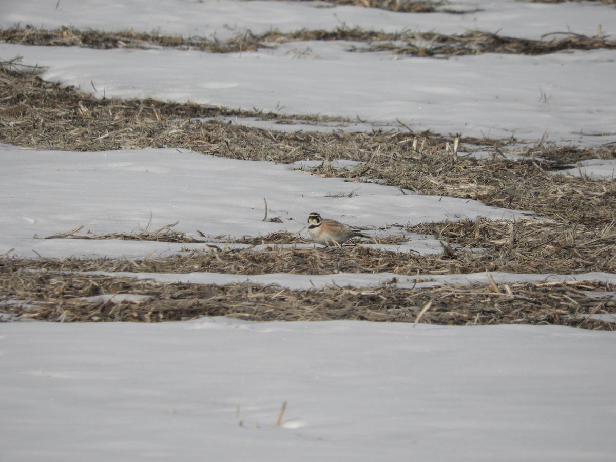 Жайворонок рогатий - ML647525406