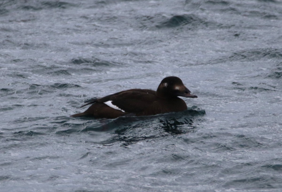 アメリカビロードキンクロ - ML647525410