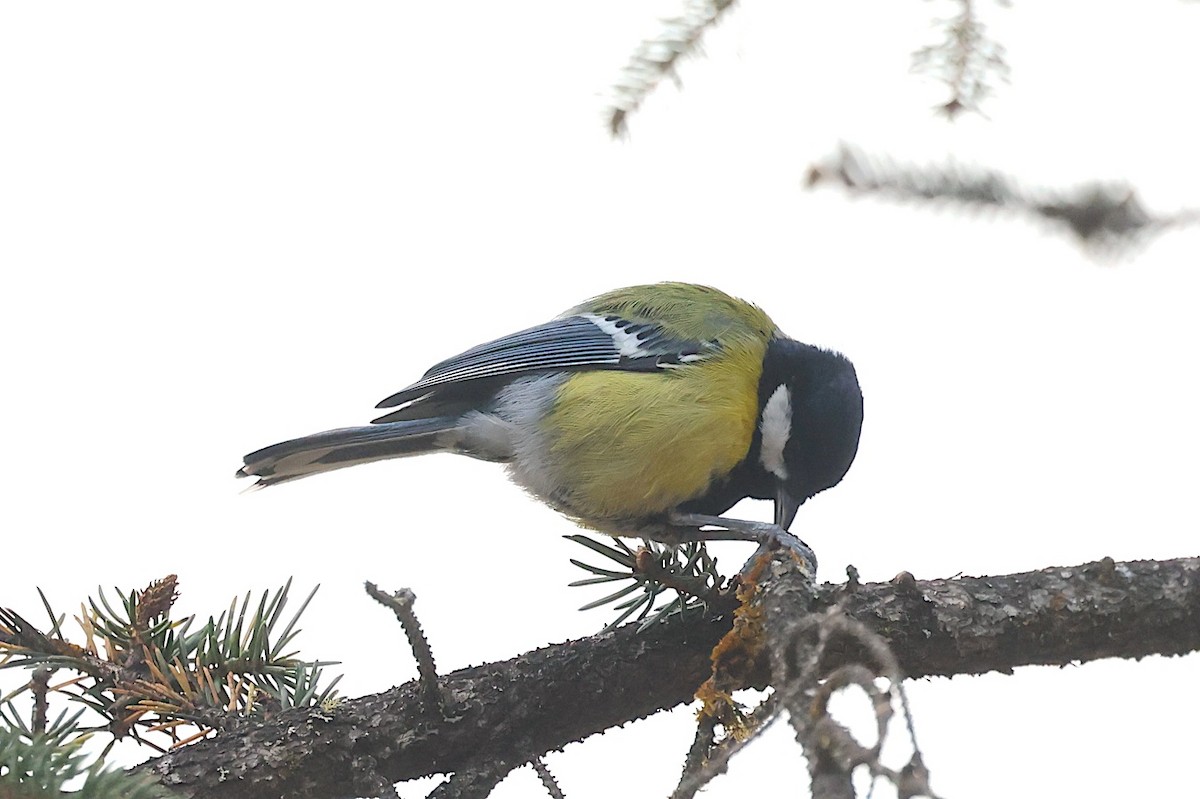 Mésange montagnarde - ML647525452