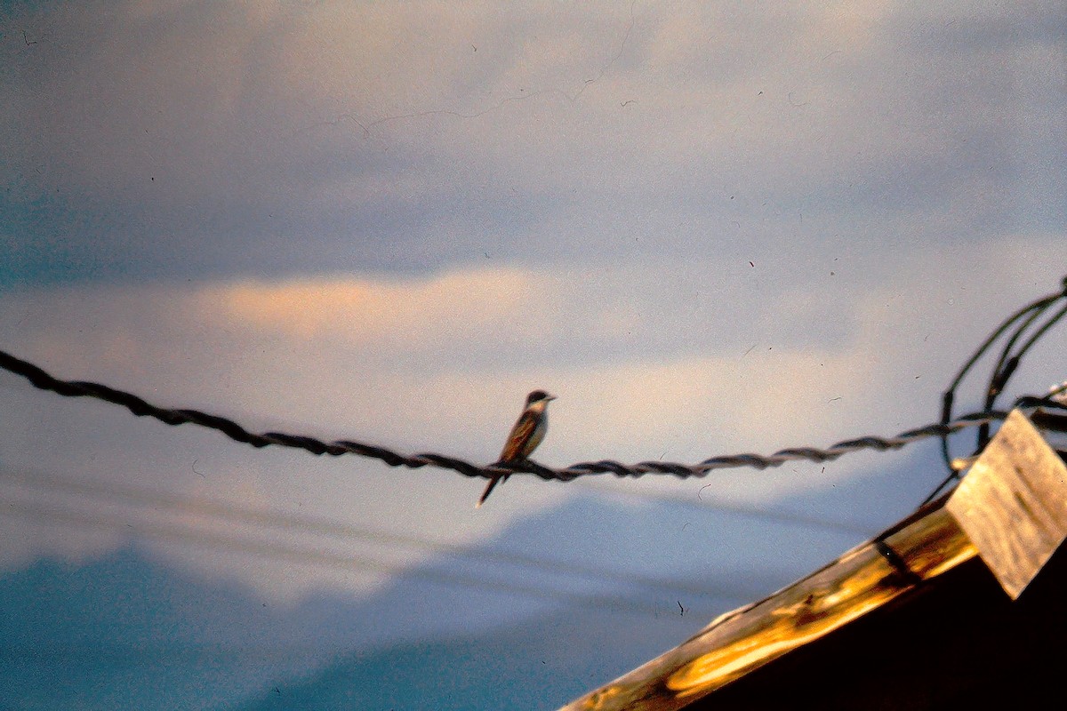 Tirano Oriental - ML647525454