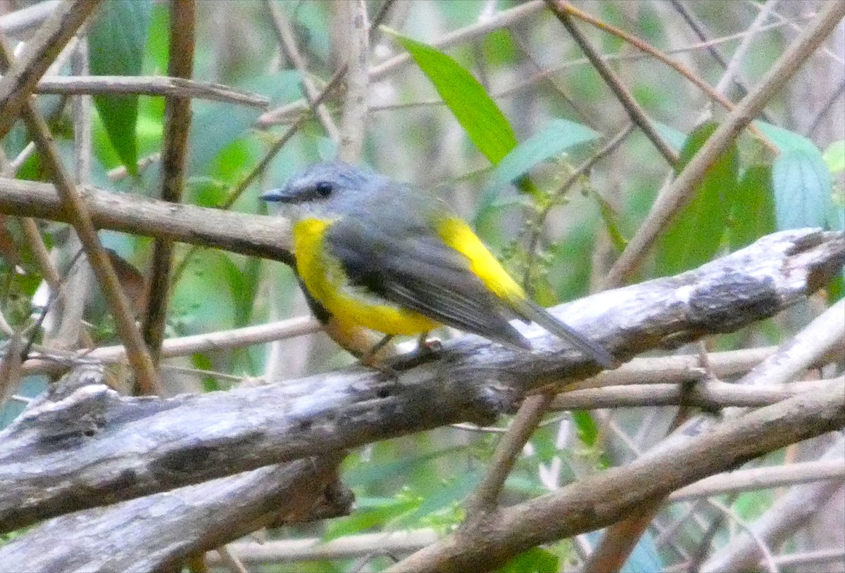 Королець жовтий - ML647525480