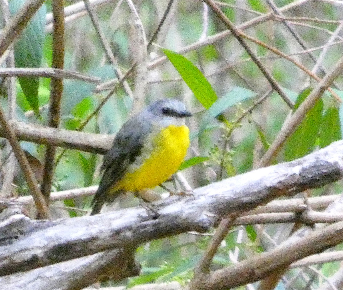 Королець жовтий - ML647525492