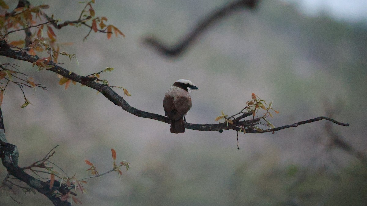 Ak Taçlı Örümcekkuşu - ML647525497