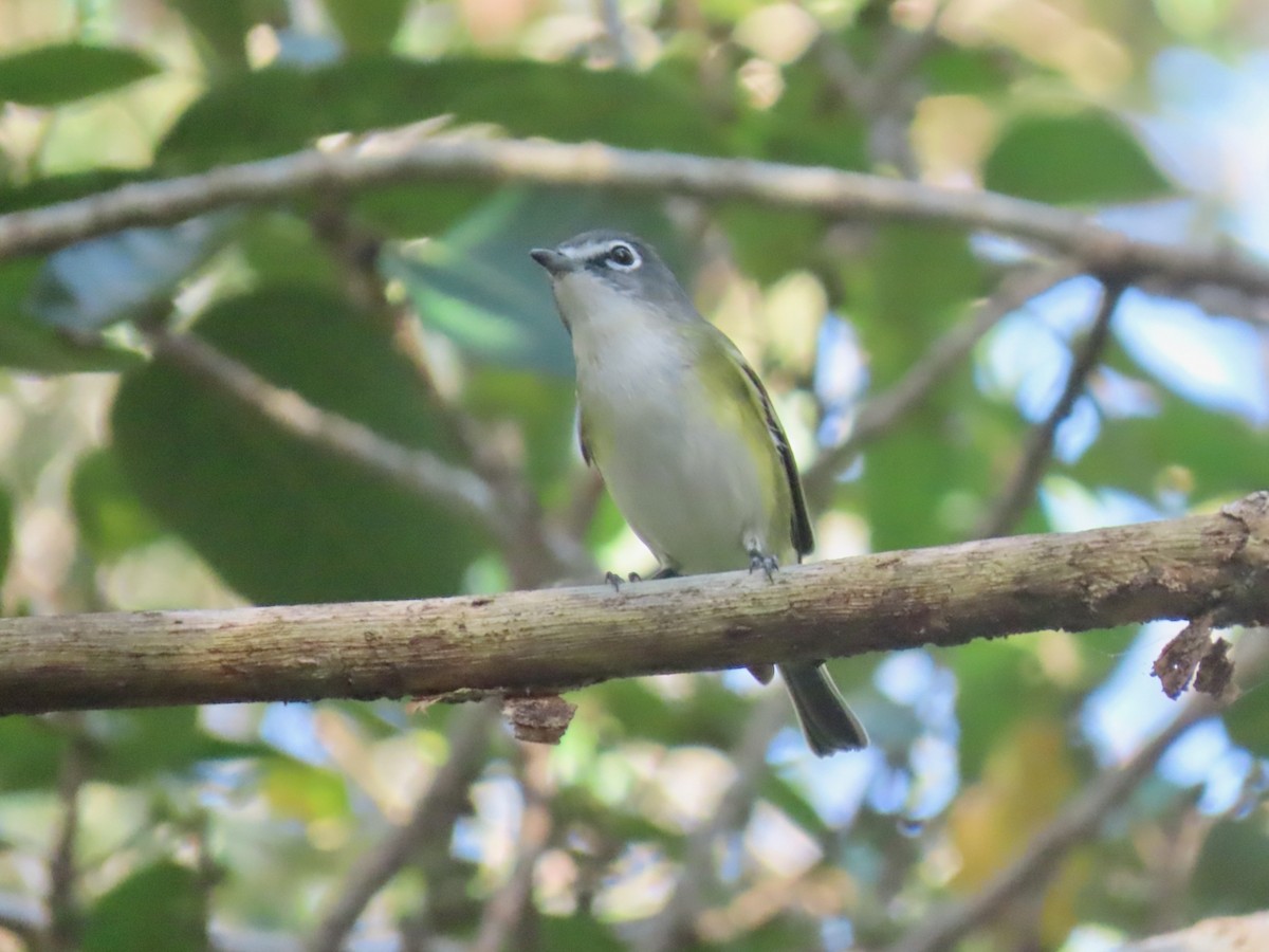 zelenáček brýlový - ML647525500