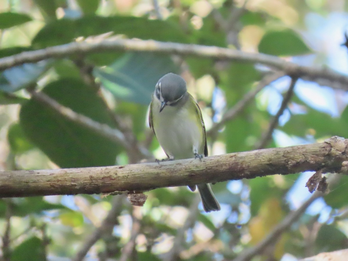 zelenáček brýlový - ML647525501