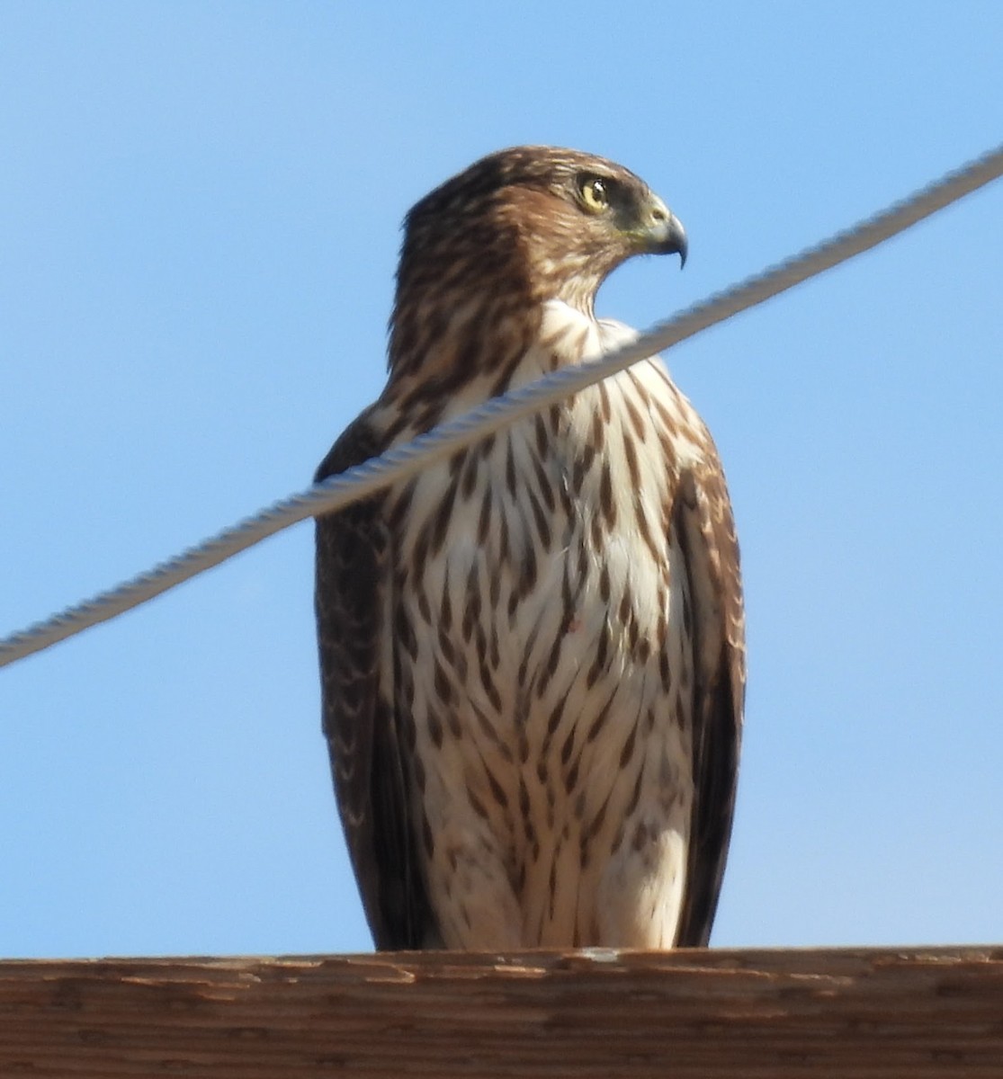 Cooper's Hawk - ML647525509
